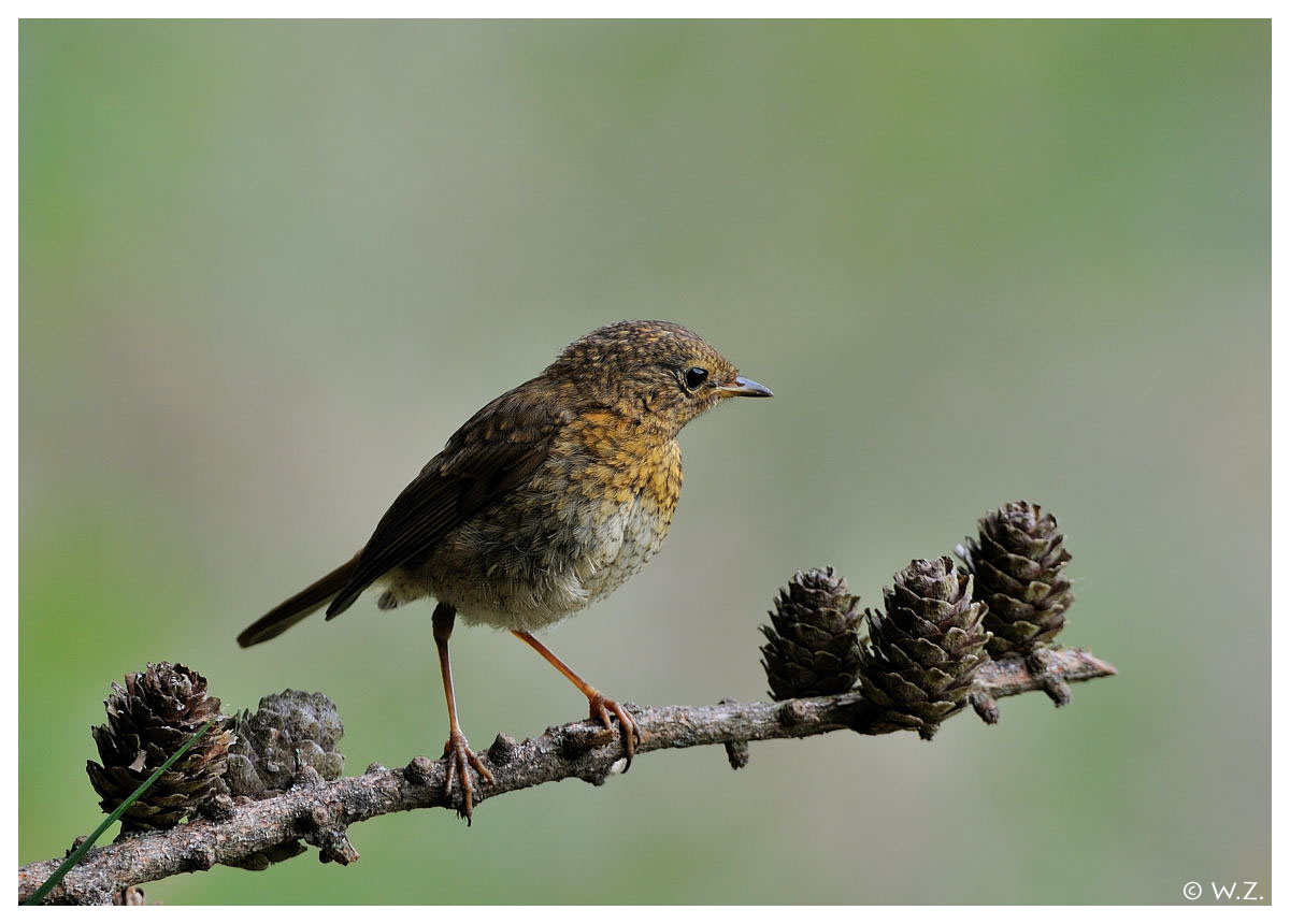 ---- Ein junges Rotkehlchen ---- ( Erithacus rubecula )