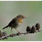 ---- Ein junges Rotkehlchen ---- ( Erithacus rubecula )