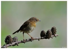 ---- Ein junges Rotkehlchen ---- ( Erithacus rubecula )