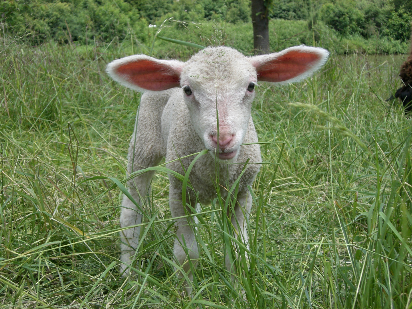Ein junges Schaf auf der grünen Wiese