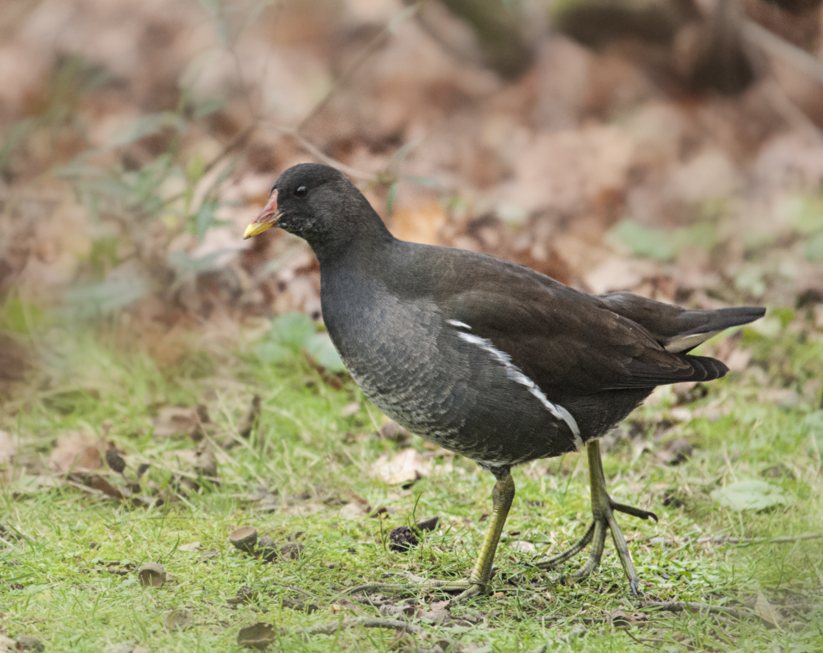 Ein junges Teichhuhn