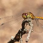 Ein junges Weibchen der Blutroten Heidelibelle (Sympetrum sanguineum) ...