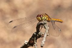 Ein junges Weibchen der Blutroten Heidelibelle (Sympetrum sanguineum) ...