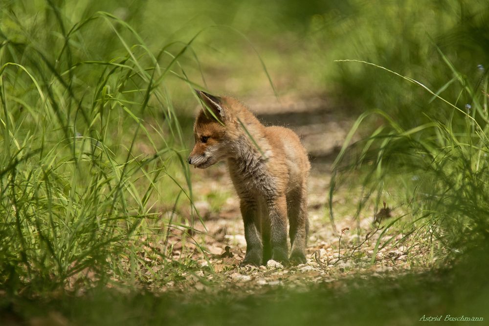 Ein Jungfüchsle auf dem Waldweg 