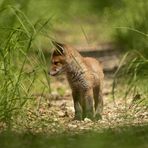 Ein Jungfüchsle auf dem Waldweg 