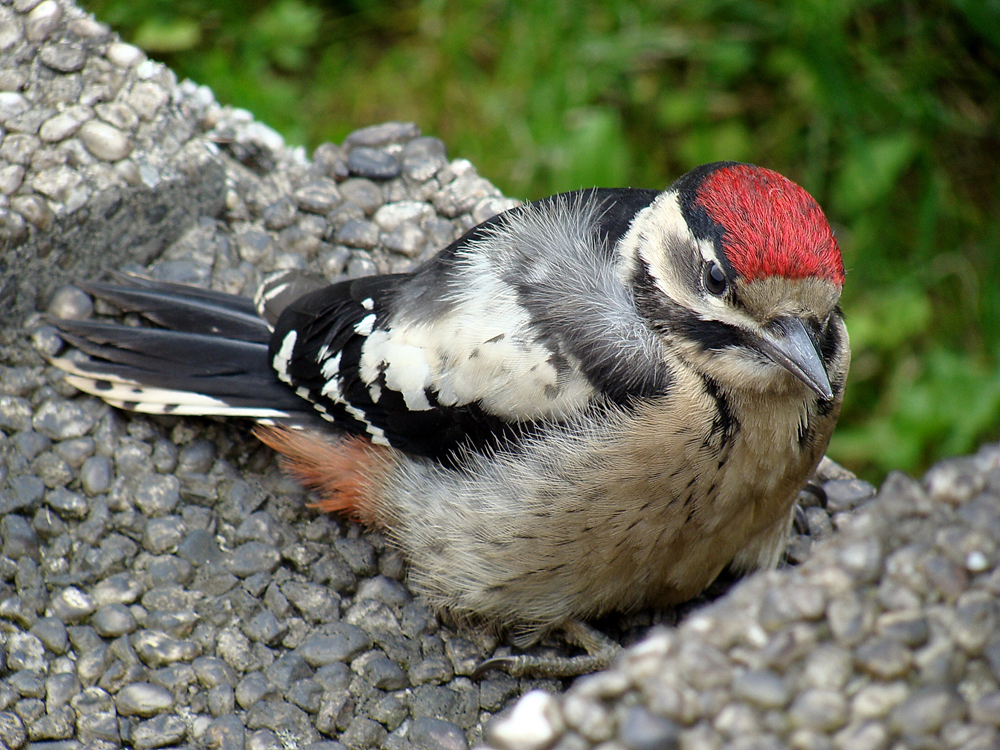 Ein Jungspecht im Garten