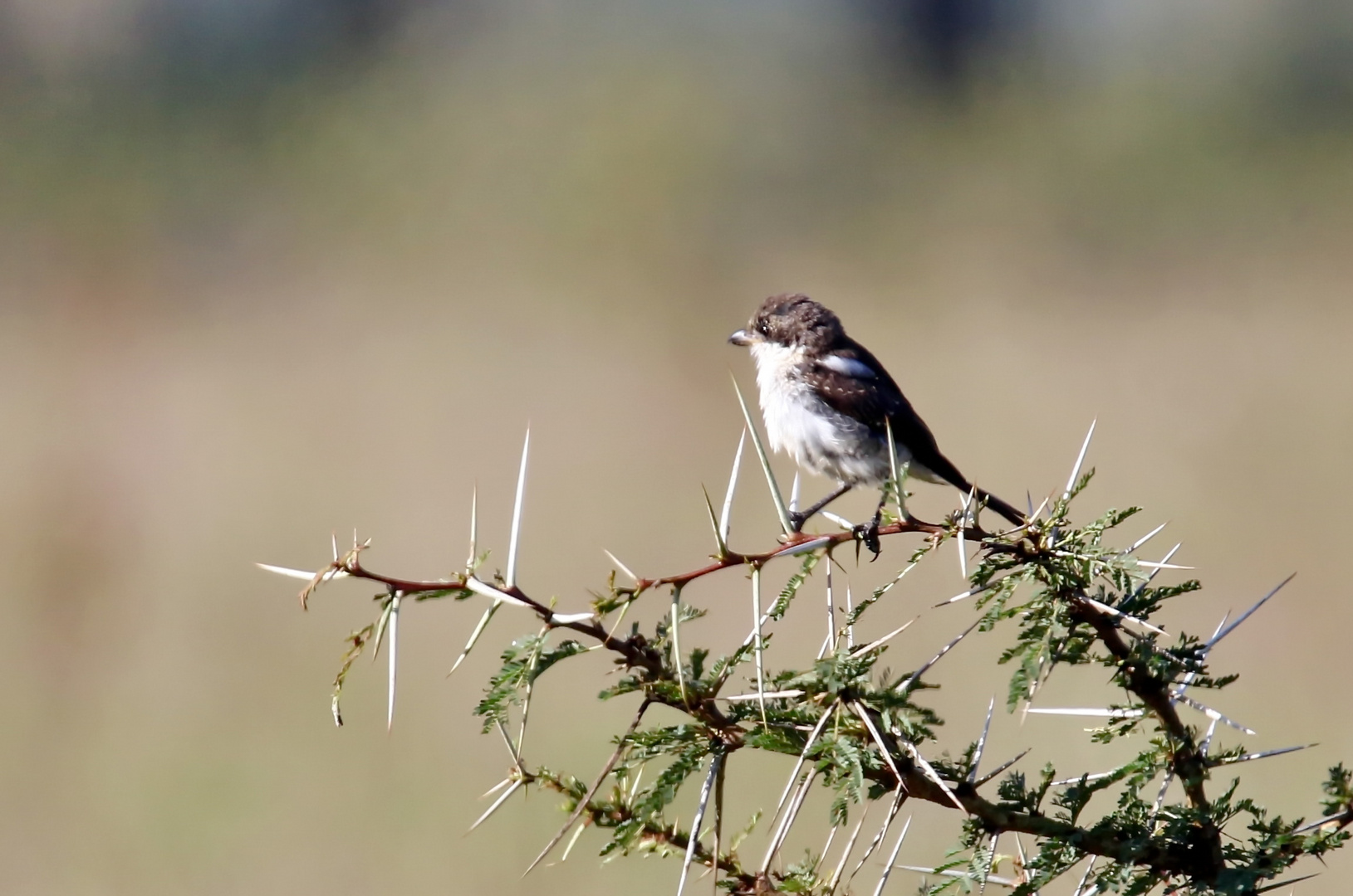 ein Jungvogel (Doku)