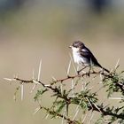 ein Jungvogel (Doku)