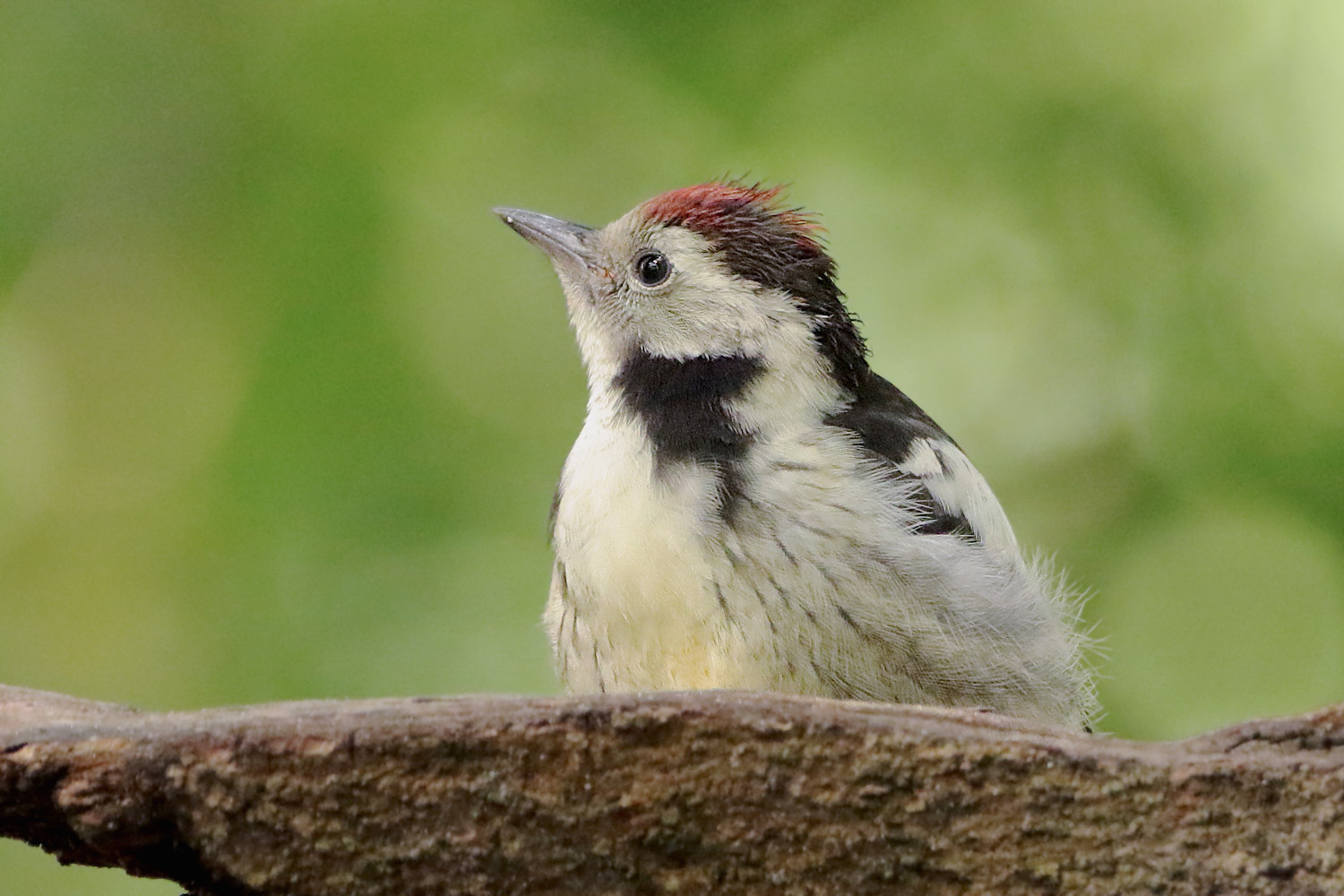 Ein Jungvogel vom Mittelspecht...