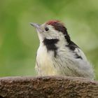 Ein Jungvogel vom Mittelspecht...