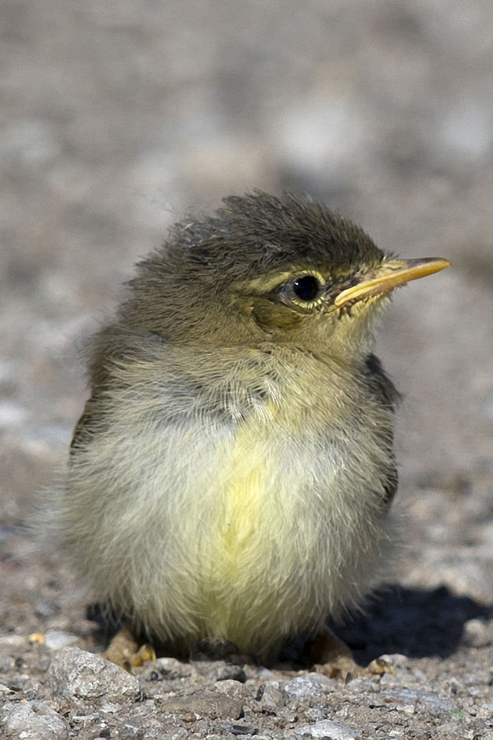 Ein Jungvogel wohl eines Sumpfrohrsängers