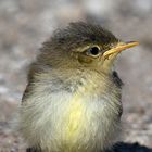 Ein Jungvogel wohl eines Sumpfrohrsängers