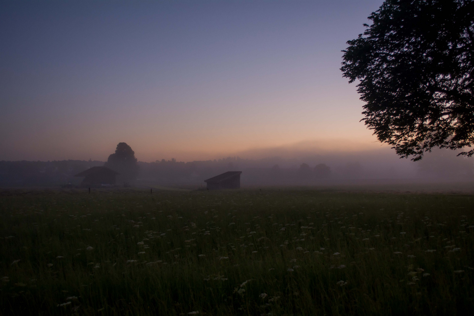 Ein Juni-Nebel-Morgen