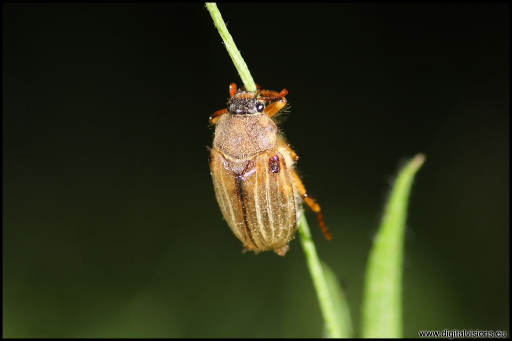 ein Junikäfer