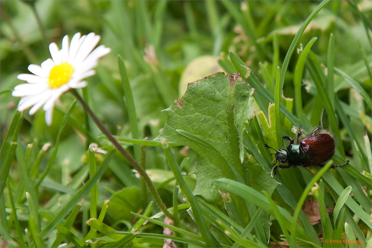 Ein Junikäfer :-)