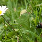 Ein Junikäfer :-)