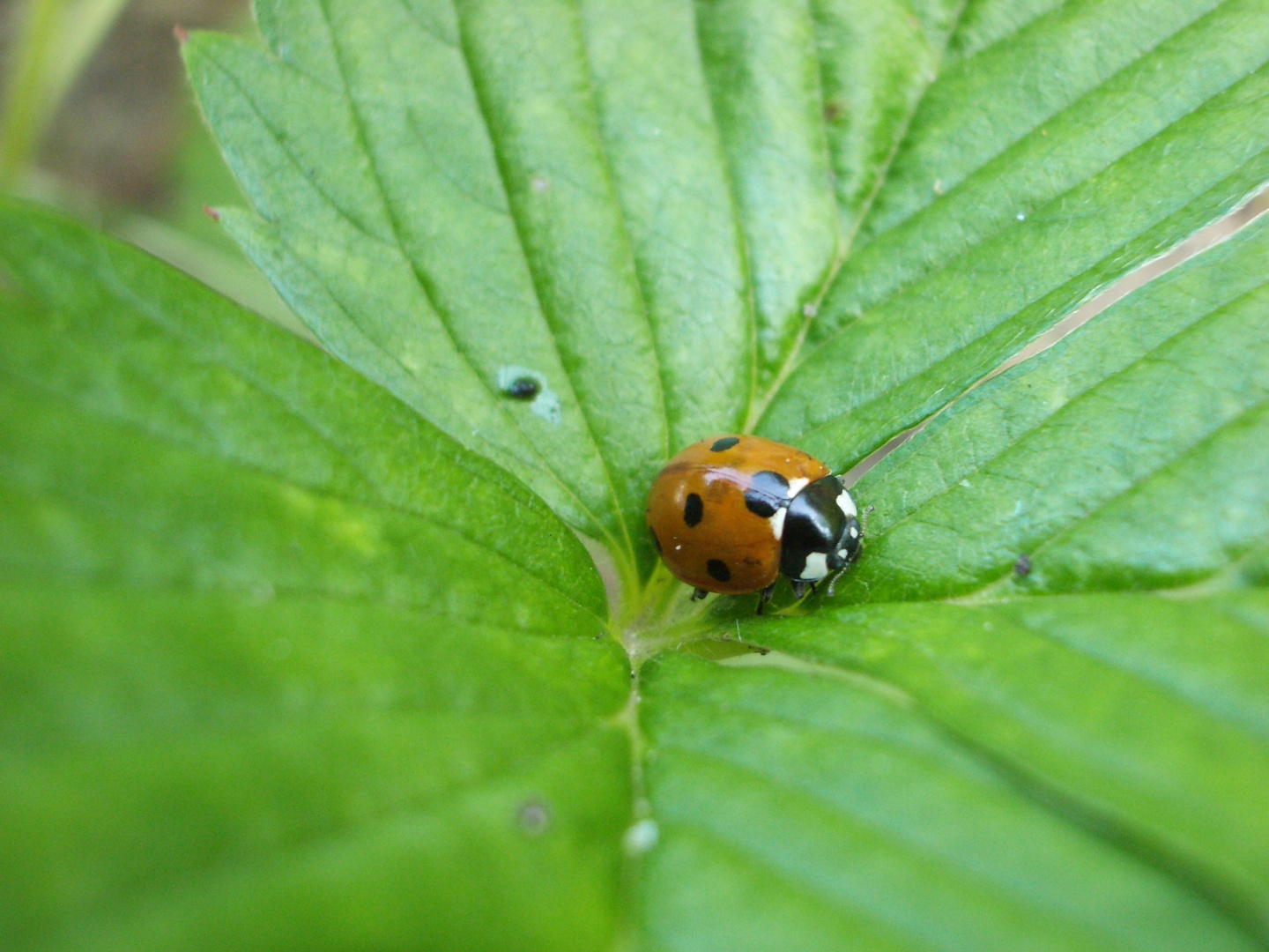 Ein Junikäfer im Mai