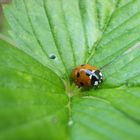 Ein Junikäfer im Mai