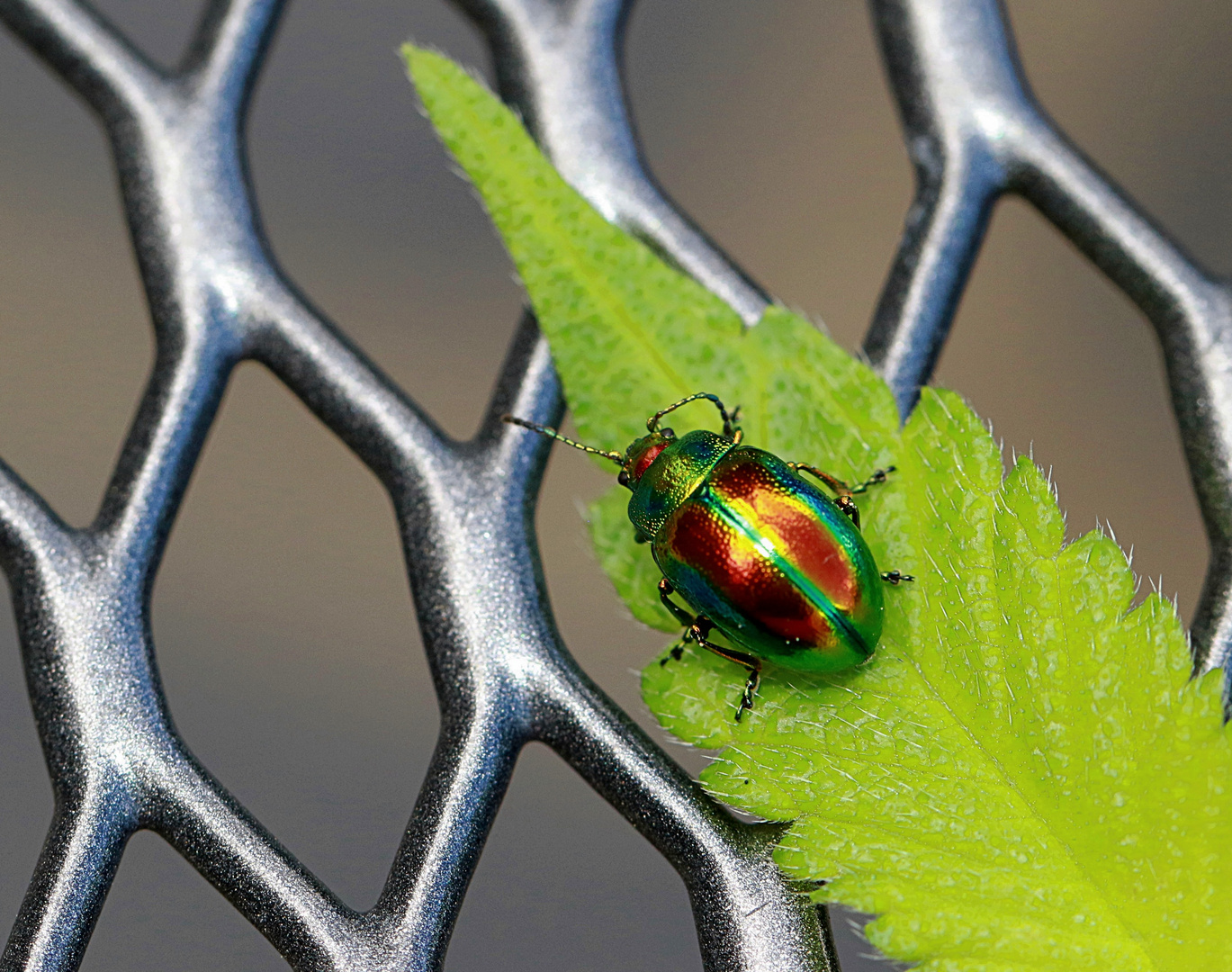 Ein Juwel im Garten ...