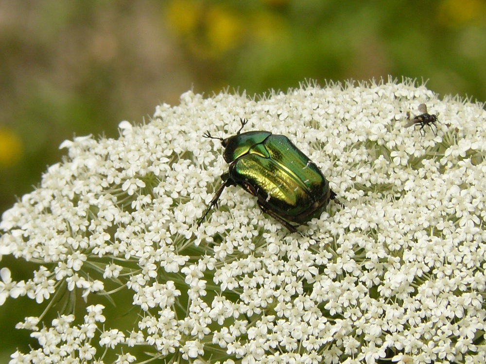 ein Käfer