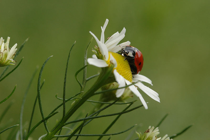 ein käfer