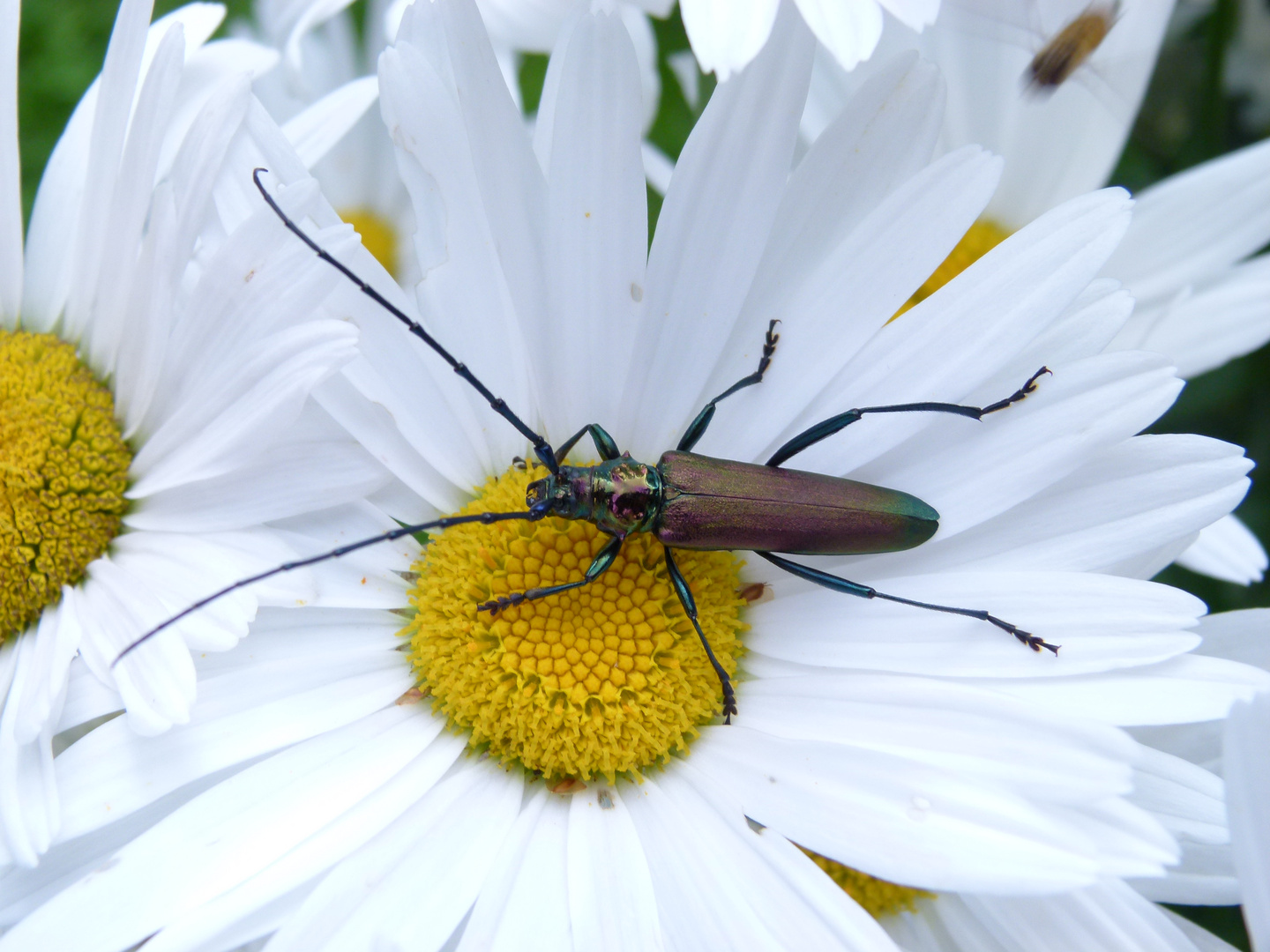 Ein Käfer