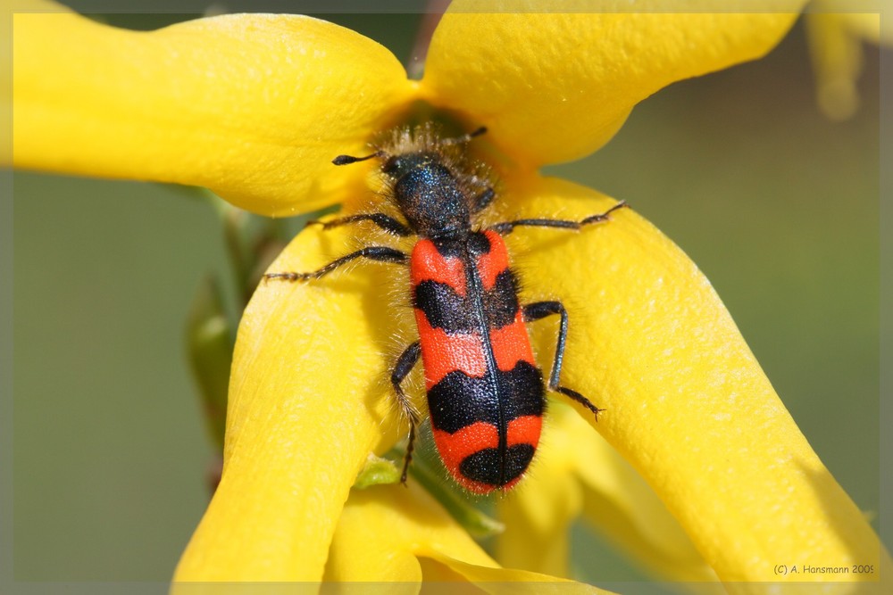 Ein Käfer