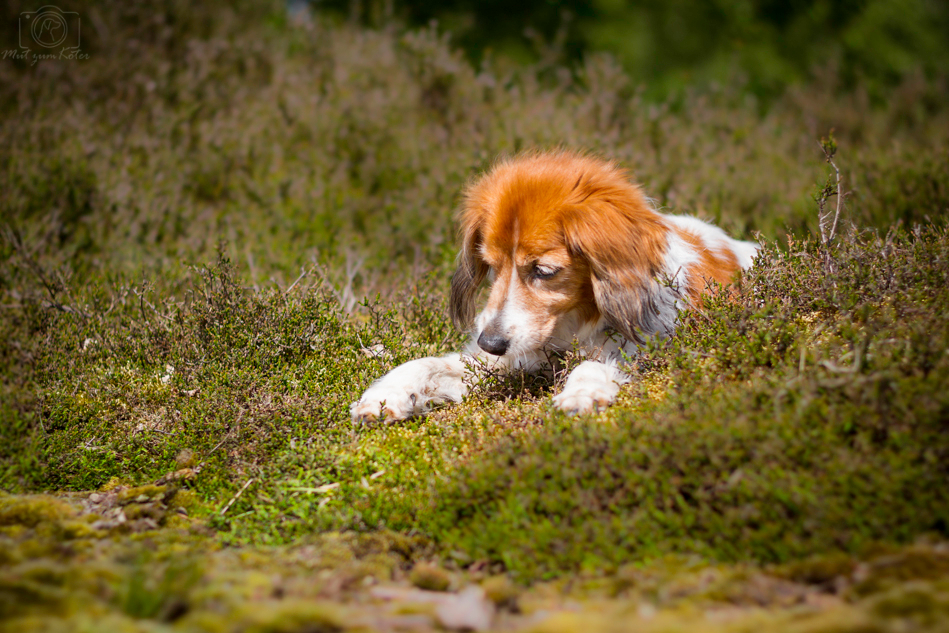 Ein Käfer