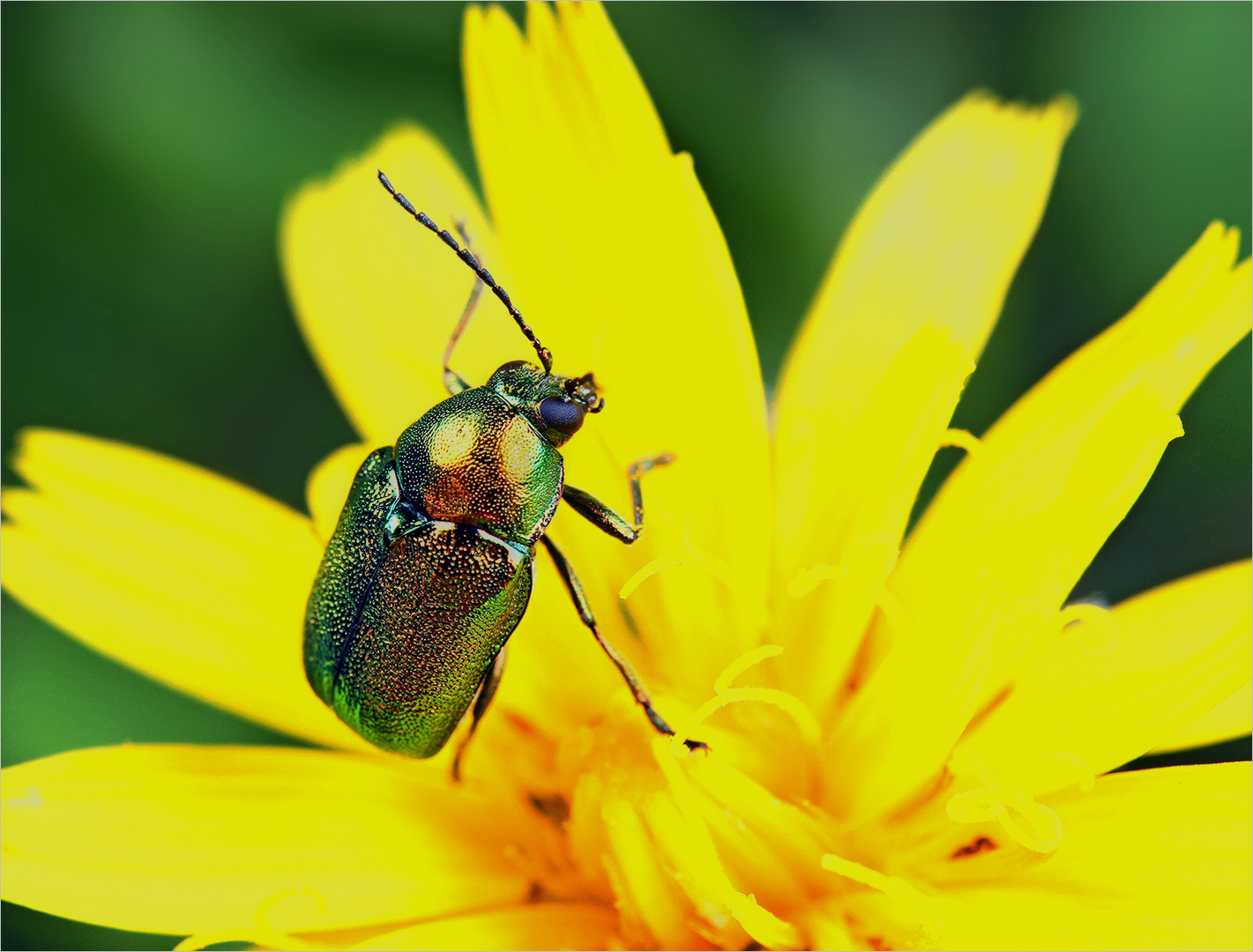 Ein Käfer (Ampferblattkäfer)