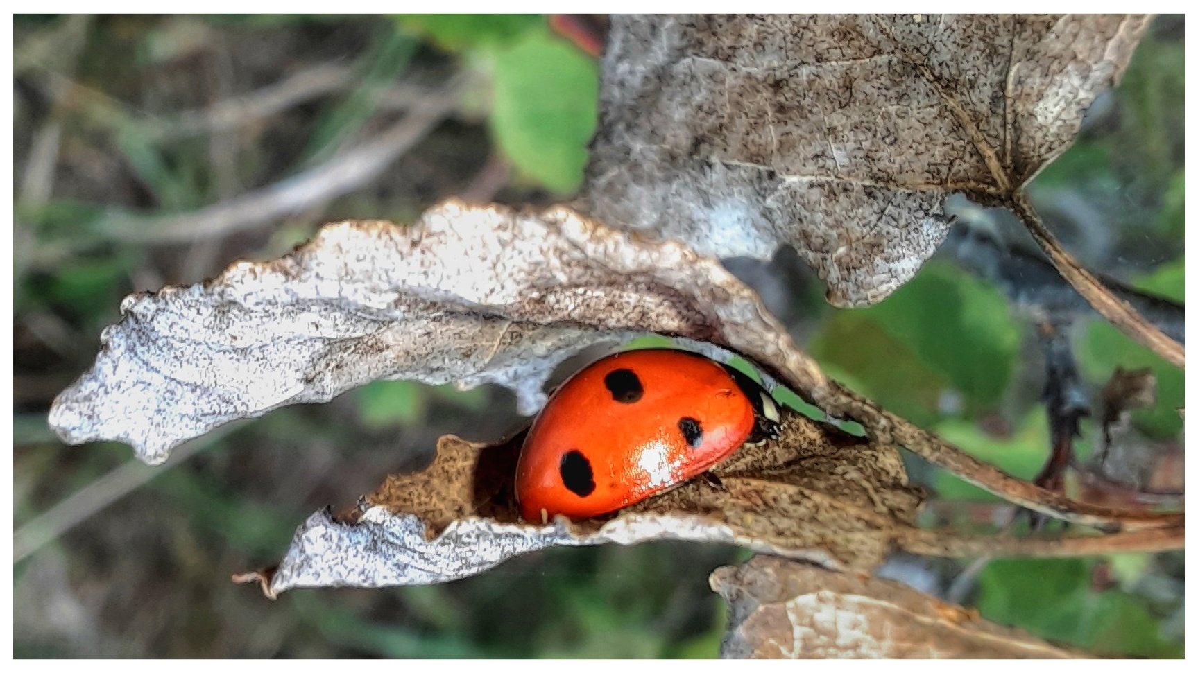 Ein Käfer auf dem Blatt...