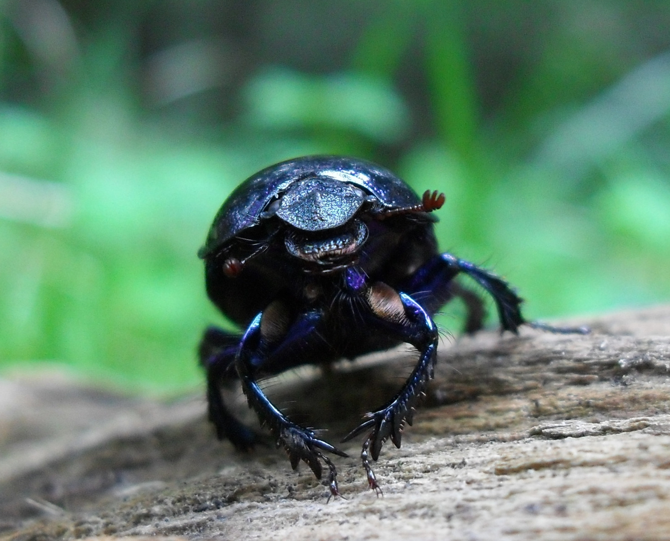 Ein Käfer auf dem Holzweg