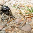 Ein Käfer auf Wanderschaft