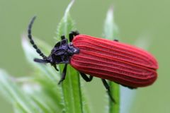 °- Ein Käfer aus der Familie der Rotdeckenkäfer -°