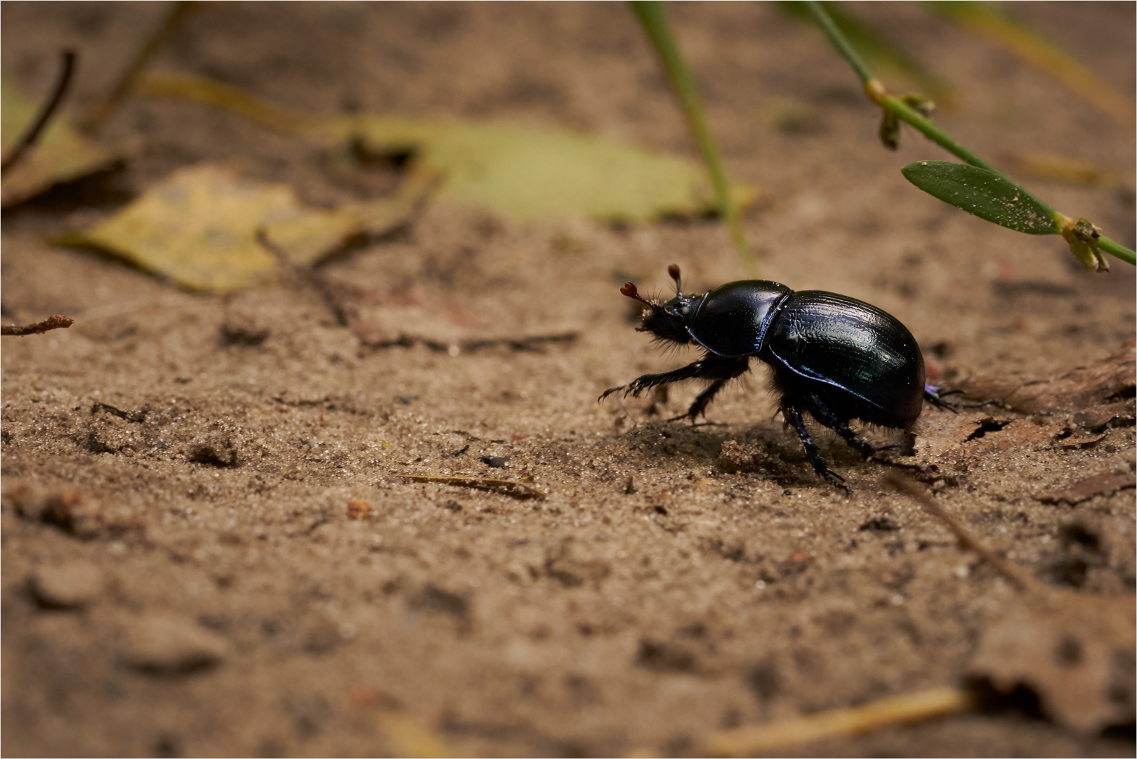 Ein Käfer beim Wegrennen