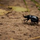 Ein Käfer beim Wegrennen