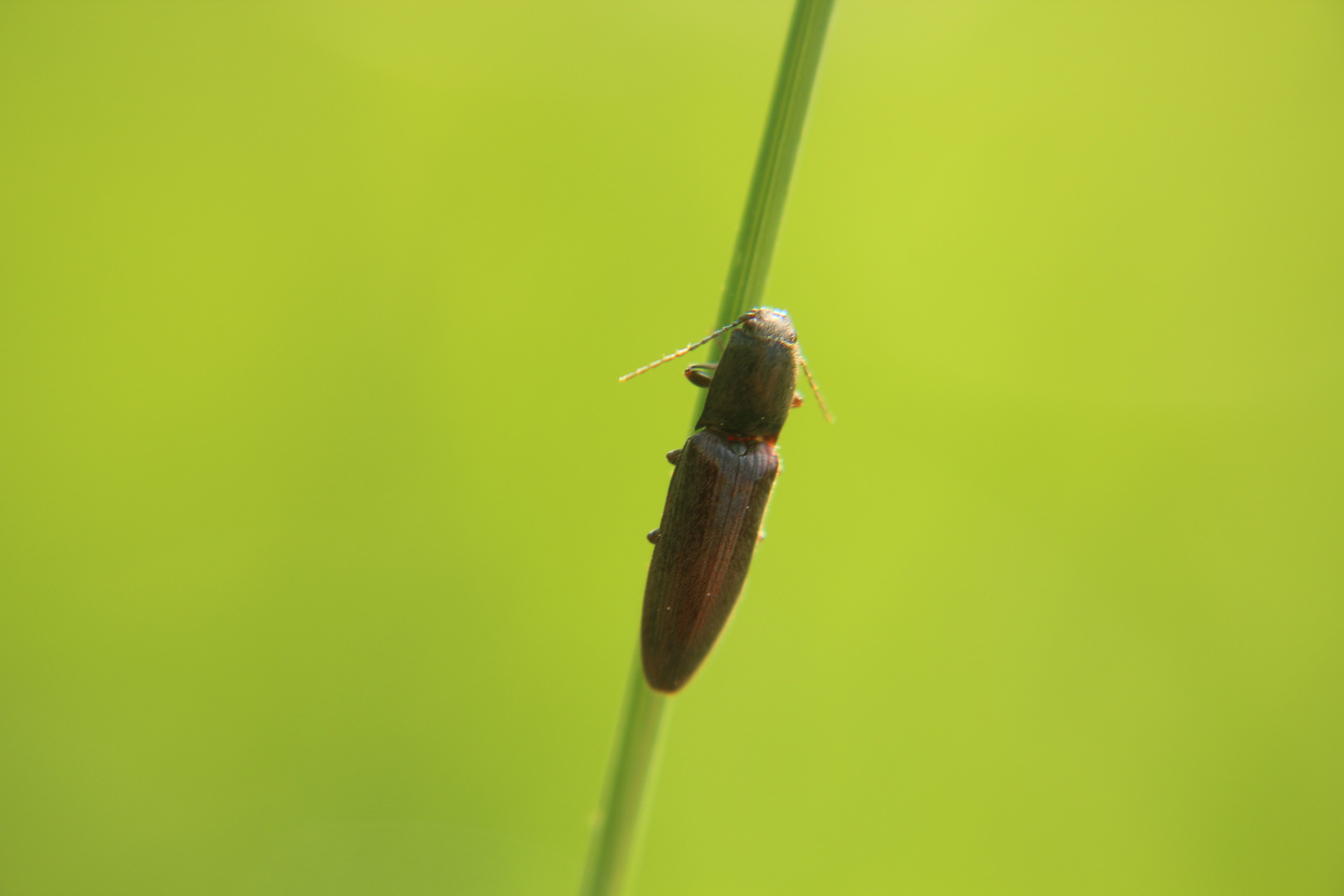 Ein Käfer