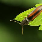 Ein Käfer (fast im Gagenlicht)