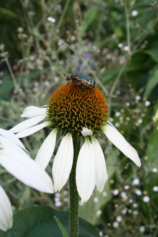 Ein Käfer im Garten auf der Blume