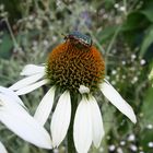 Ein Käfer im Garten auf der Blume