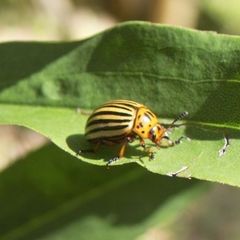 Ein Käfer im Grünen