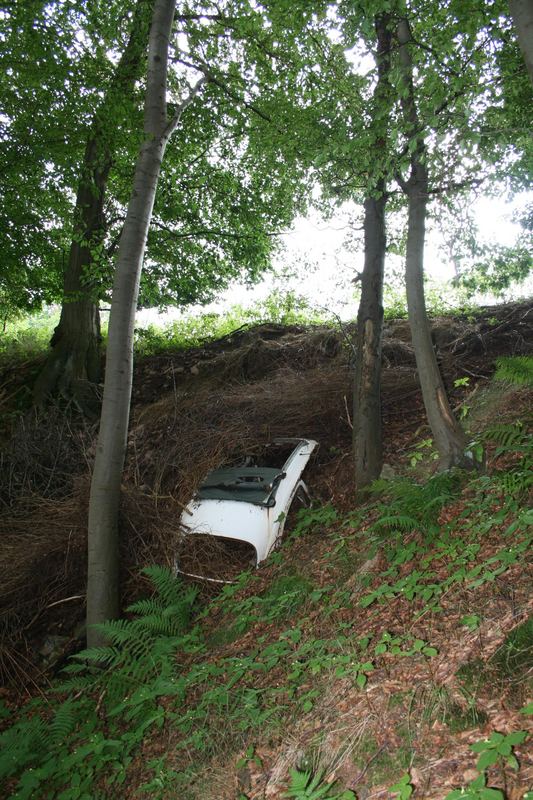 Ein Käfer im Wald