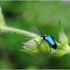 ein  Käfer in blau