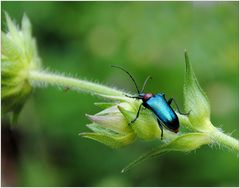 ein  Käfer in blau