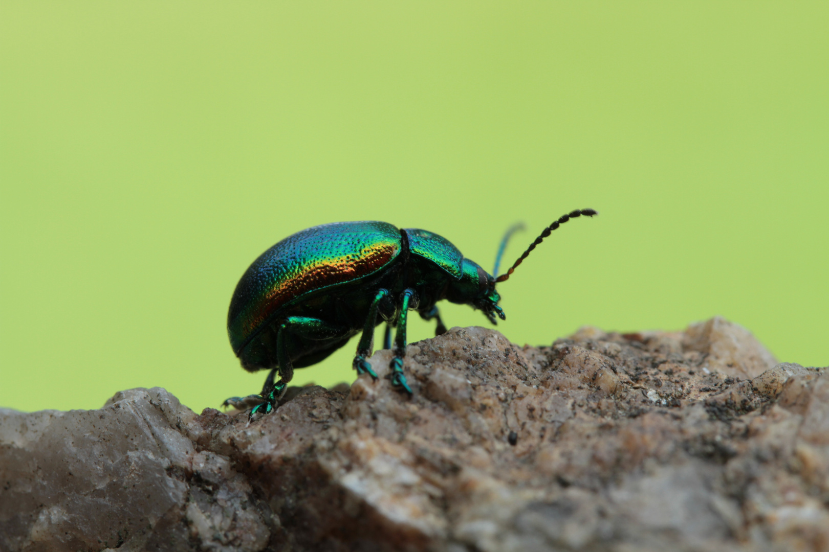 Ein Käfer in Schweden