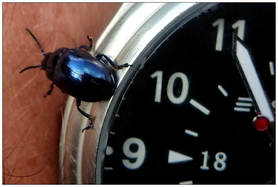 Ein Käfer läuft aus der Zeit