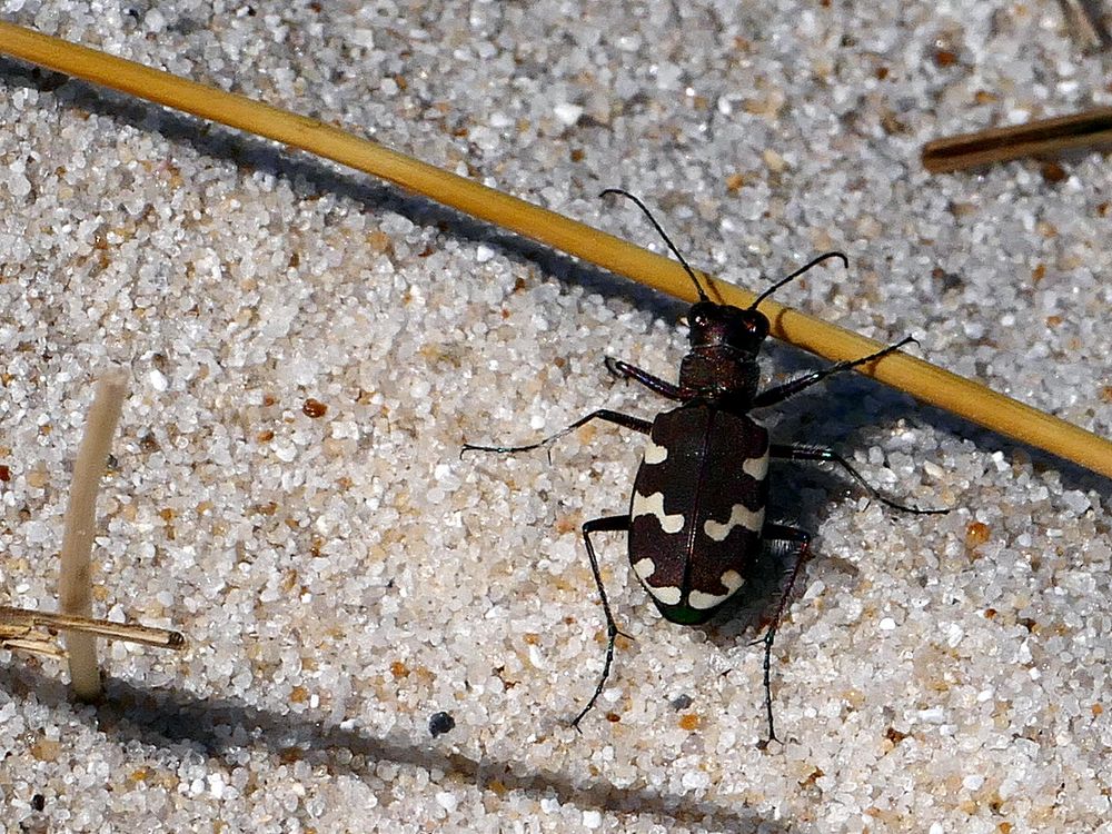 Ein Käfer lebt im Sand am Meer