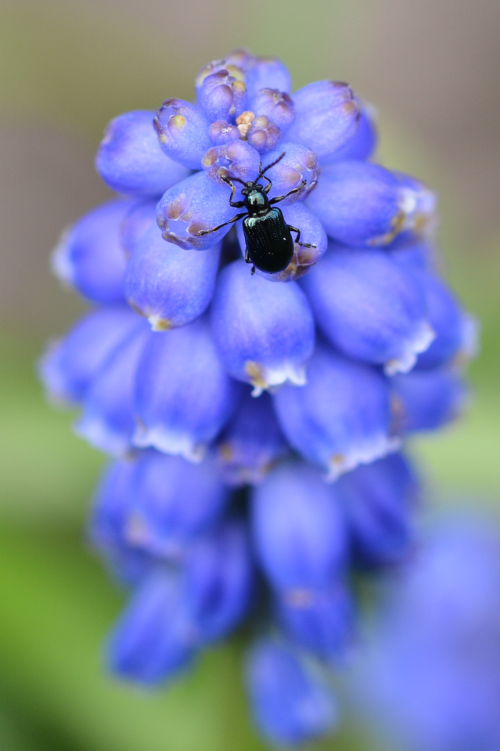 Ein Käfer macht blau!
