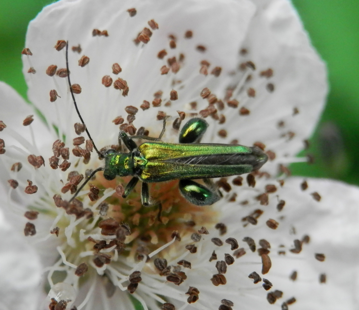 Ein Käfer mit Haaren auf den Oberschenkeln - Oedemera nobilis