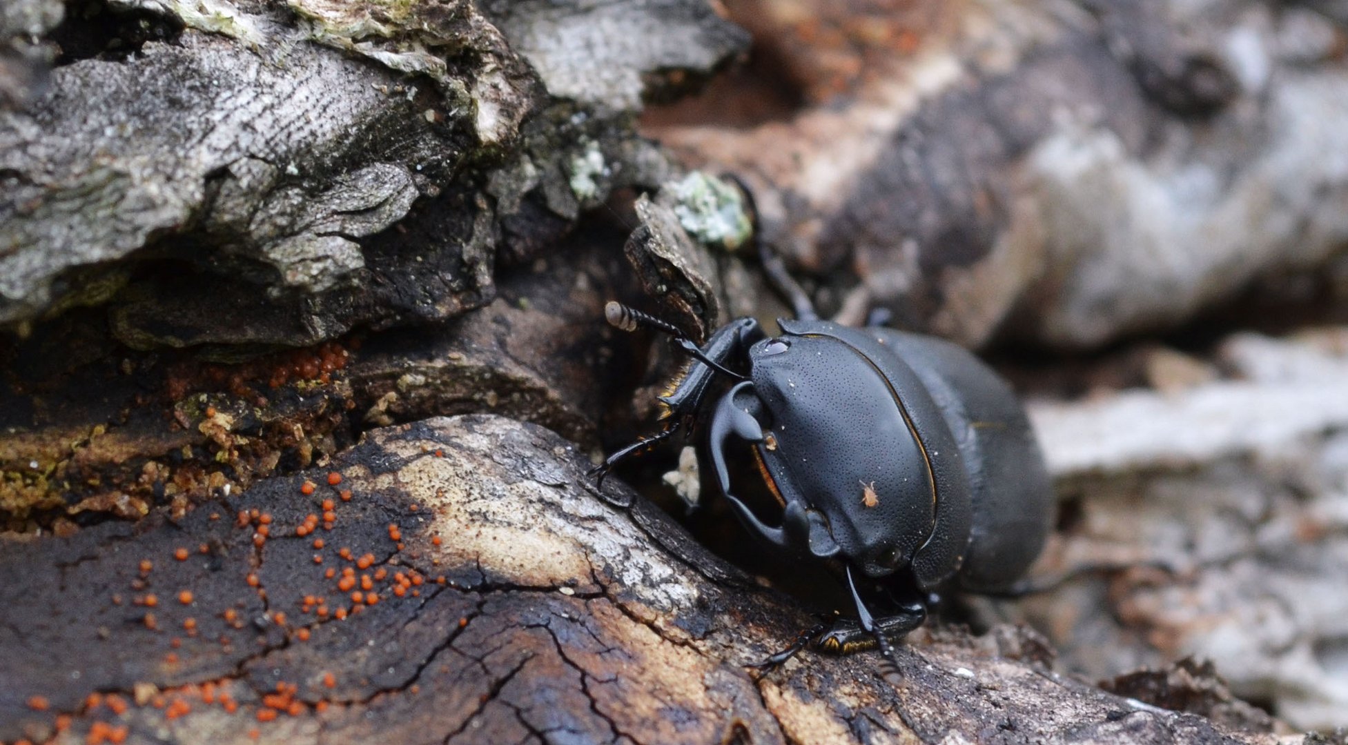 Ein Käfer mit seinem kleinen Begleiter auf dem Kopf
