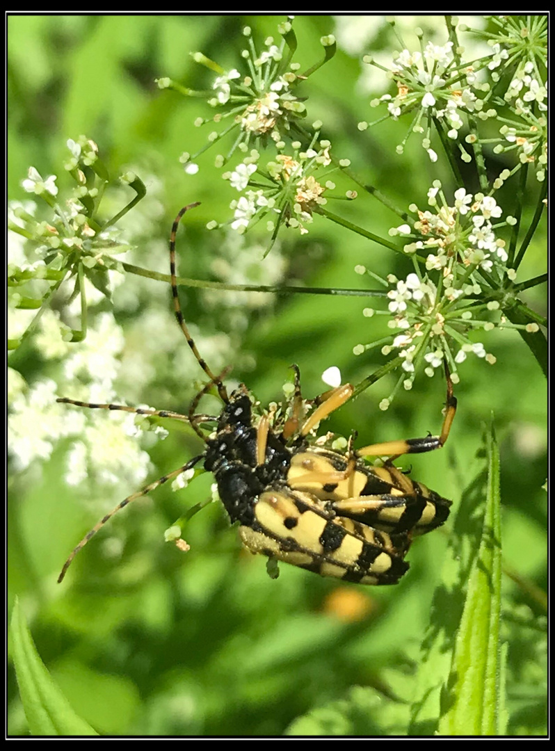 Ein Käfer und sein ANHANG